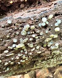 Attēlu rezultāti vaicājumam “Mollisia cinerea”