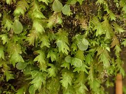 Attēlu rezultāti vaicājumam “Fissidens pusillus sporophyte”