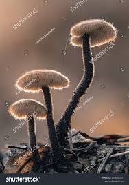 Attēlu rezultāti vaicājumam “Auriscalpium vulgare”