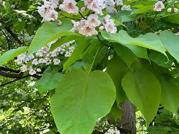 Attēlu rezultāti vaicājumam “Catalpa”