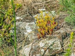Attēlu rezultāti vaicājumam “Sedum acre flower”