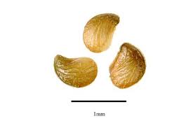 Attēlu rezultāti vaicājumam “Potentilla argentea fruit”