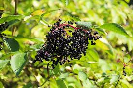 Attēlu rezultāti vaicājumam “Sambucus nigra fruit”