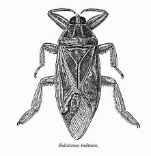 Attēlu rezultāti vaicājumam “Tritomegas bicolor nymph”