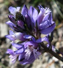 Attēlu rezultāti vaicājumam “Polygala vulgaris flower”