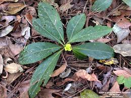 Attēlu rezultāti vaicājumam “Saussurea esthonica leaf”
