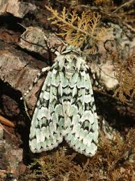 Attēlu rezultāti vaicājumam “Griposia aprilina”