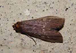 Attēlu rezultāti vaicājumam “Notodontidae”