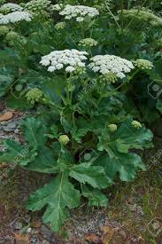 Attēlu rezultāti vaicājumam “Heracleum sosnowskyi leaf”
