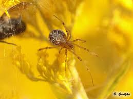 Attēlu rezultāti vaicājumam “Phylloneta cocoon”