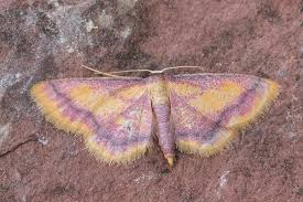 Attēlu rezultāti vaicājumam “Idaea muricata”