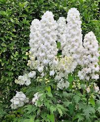 Attēlu rezultāti vaicājumam “Consolida regalis bud”