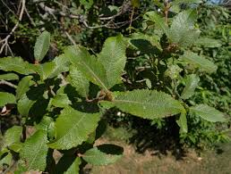 Attēlu rezultāti vaicājumam “Salix caprea leaf”
