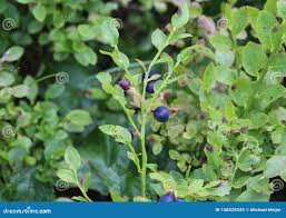 Attēlu rezultāti vaicājumam “Vaccinium myrtillus”