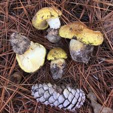 Attēlu rezultāti vaicājumam “Tricholoma flavovirens”