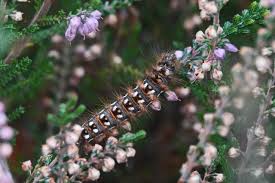 Attēlu rezultāti vaicājumam “Acronicta rumicis larva”