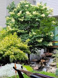 Attēlu rezultāti vaicājumam “Syringa reticulata subsp. amurensis leaf”