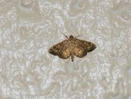 Attēlu rezultāti vaicājumam “Anania coronata”