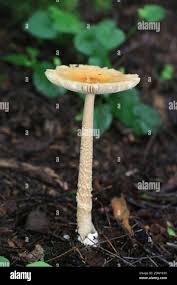 Attēlu rezultāti vaicājumam “Amanita crocea”