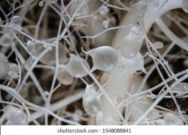 Attēlu rezultāti vaicājumam “Utricularia minor leaf”