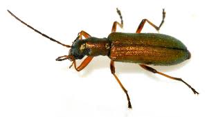 Attēlu rezultāti vaicājumam “Chrysanthia geniculata”