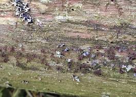 Attēlu rezultāti vaicājumam “Stemonitopsis subcaespitosa”