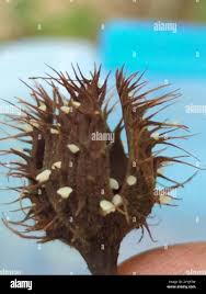 Attēlu rezultāti vaicājumam “Hymenoscyphus fructigenus”