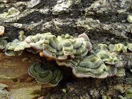 Attēlu rezultāti vaicājumam “Auricularia mesenterica”