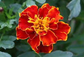 Attēlu rezultāti vaicājumam “Dianthus arenarius flower”