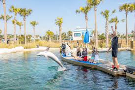 Image result for Belfairs Dolphins Snorkelling Club