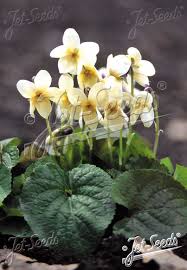 Image result for Viola odorata