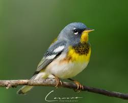 Image result for Parula americana