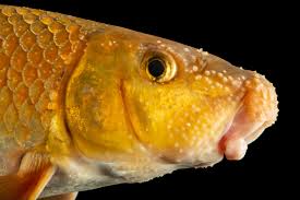 Image result for Moxostoma erythrurum