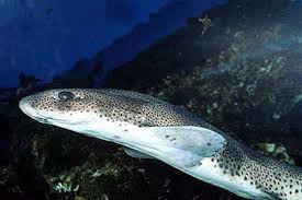 Image result for Scyliorhinus canicula