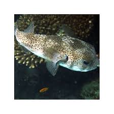 Image result for Diodon hystrix