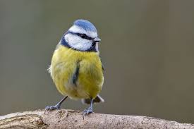 Image result for Cyanistes caeruleus