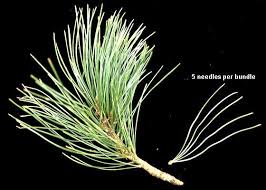 Image result for Pinus cembra