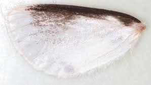 Attēlu rezultāti vaicājumam “Euproctis similis”