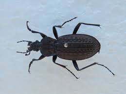 Attēlu rezultāti vaicājumam “Carabus clathratus”