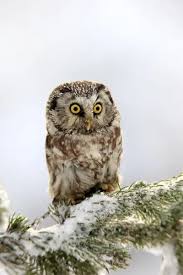 Attēlu rezultāti vaicājumam “Aegolius funereus adult”