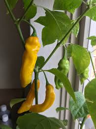 Afbeeldingsresultaat voor mme jeanette hot pepper