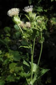 Attēlu rezultāti vaicājumam “Cirsium oleraceum leaf”