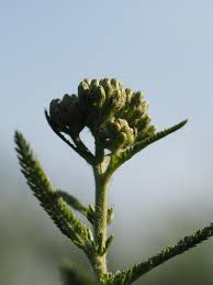 Attēlu rezultāti vaicājumam “Achillea millefolium bud”