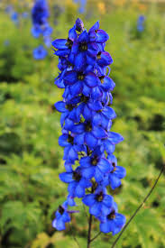 Image result for Rittersporn