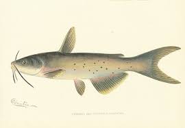 Image result for Ictalurus punctatus