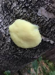 Attēlu rezultāti vaicājumam “Symphytocarpus flaccidus spores”