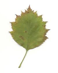 Attēlu rezultāti vaicājumam “Crataegus x macrocarpa leaf”