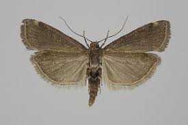 Attēlu rezultāti vaicājumam “Ortholepis betulae”