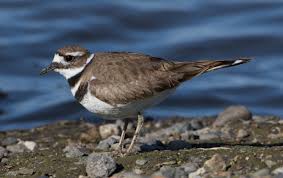 Image result for Charadrius vociferus