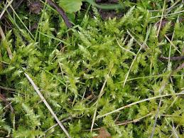 Attēlu rezultāti vaicājumam “Calliergonella cuspidata sporophyte”